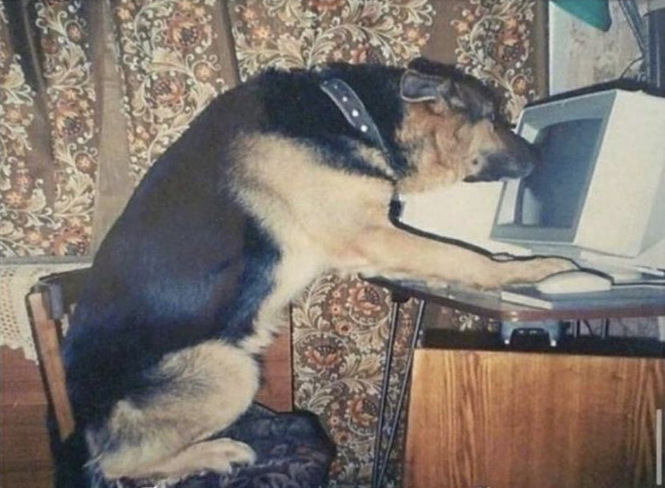 German Shepherd sat in front of an old desktop PC